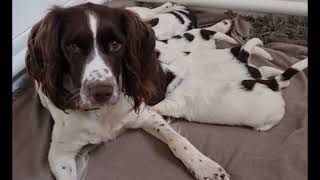 English Springer Spaniel  Puppies at play