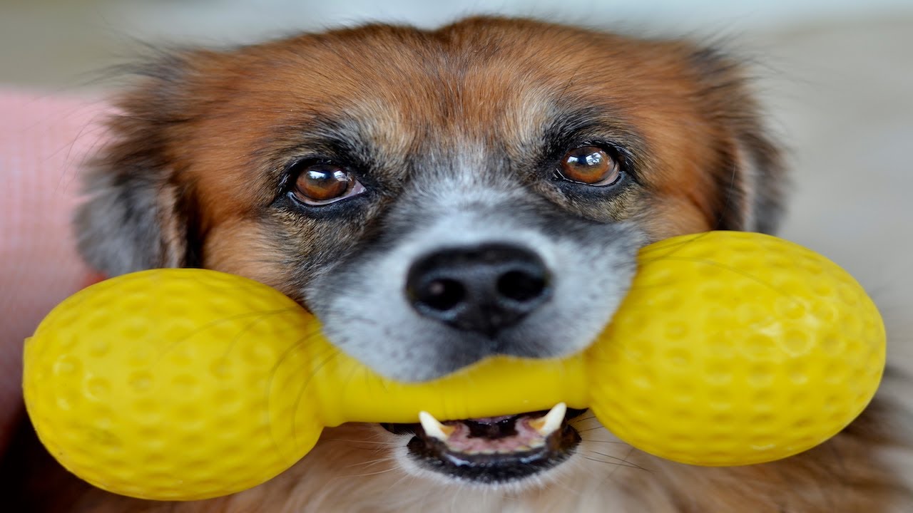 Squeaky Toy Dog Sound For Dogs Squeaky Toy Sound That Attract Dogs