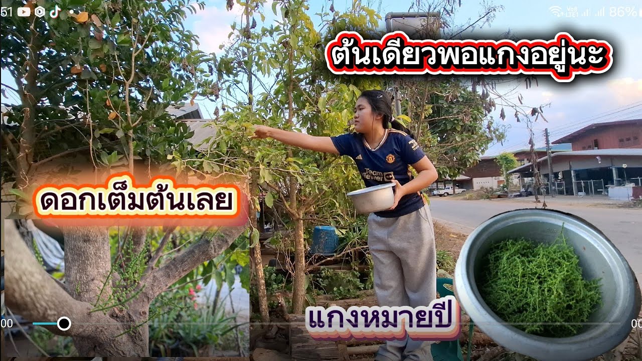 ได้เวลาเก็บแล้ว!ผักหวานต้นเดียวหน้าบ้านได้พอแกงอยู่นะ