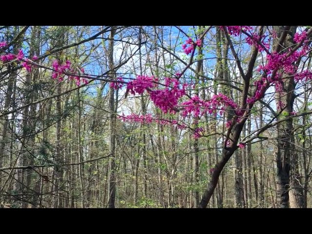 Easter/Passover Reflections