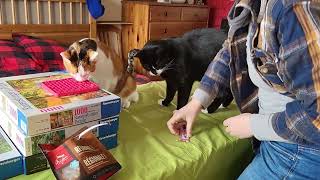 Nail trim adapted to each cat (3 cats) by Caroline Crevier-Chabot 296 views 1 year ago 1 minute, 43 seconds