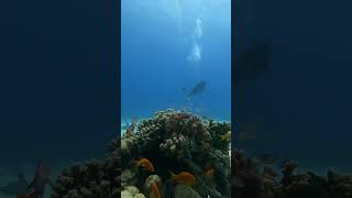 after 10 meters a beautiful world ? ??? 10 متر?diving scuba_diving padi shark dalış godiving33