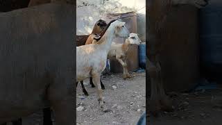 pequeño rebaño de oveja 🐑