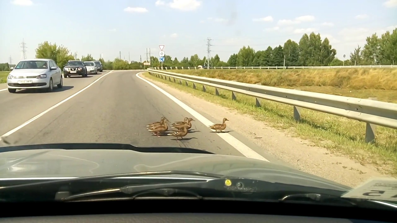 Машина едет по мосту
