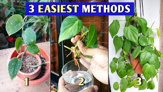 3 EASIEST WAYS to Propagate Philodendrons You Should Try!