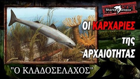 Οι καρχαρίες της αρχαιότητας: Ο Κλαδοσέλαχος