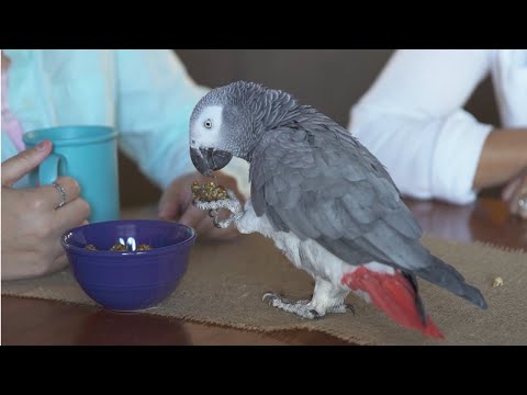 Video: Kaytee Pet Products Ricorda Molti Dei Loro Snack E Verdure Per Uccelli