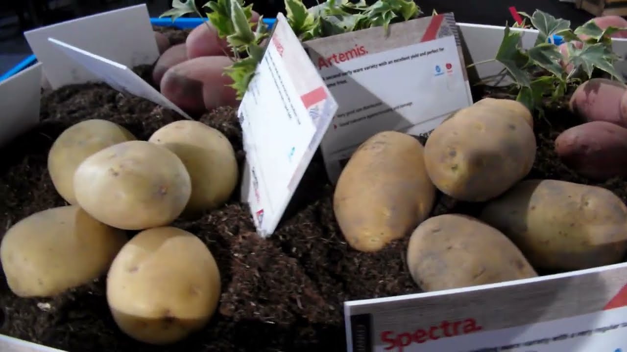 Potato variety days Agrico