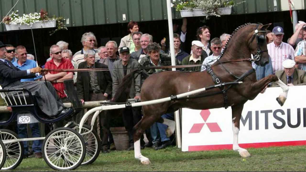 Dutch Harness Horse Saffraan; Multiple Champion