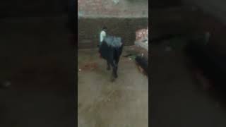 mpd dr shambhu sir uday 9006456572
