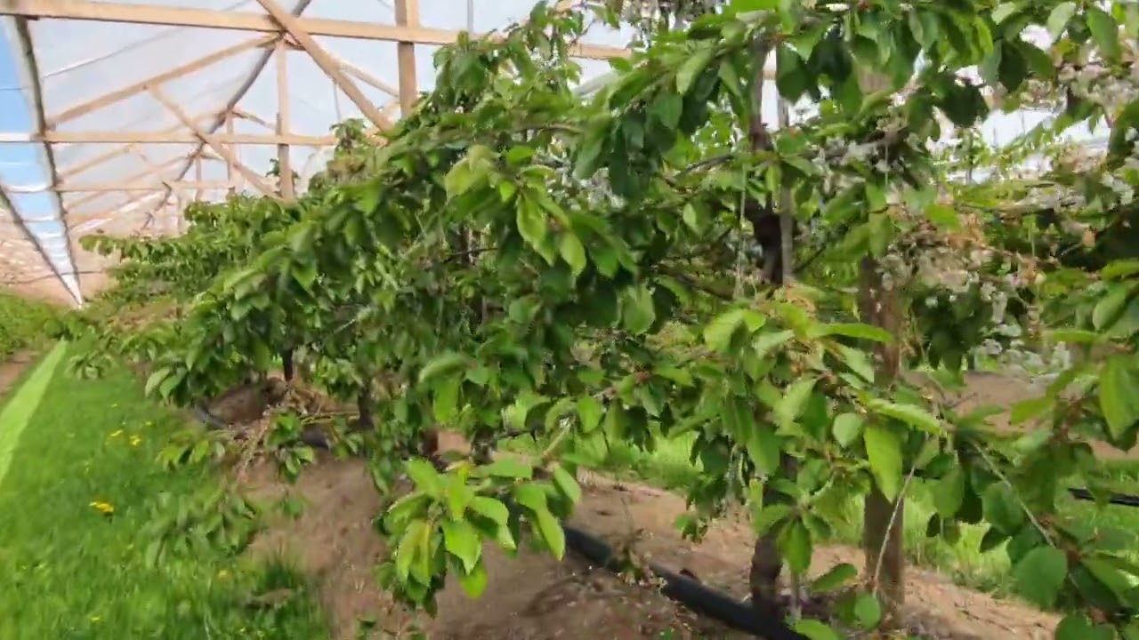 👩🏻‍🌾👨🏻‍🌾Almanyada kiraz bahçesi. Seralarda kiraz nasıl yetişir?