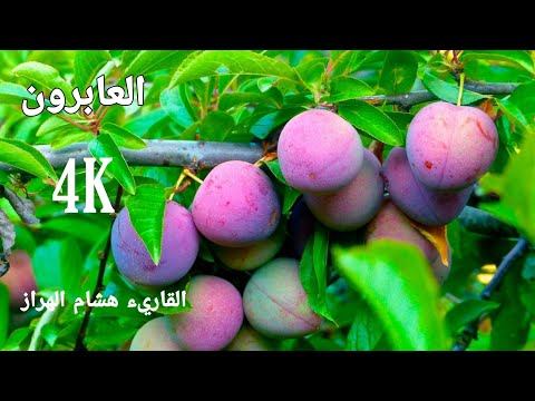 العابرون هشام الهراز تلاوة خاشعة مناظر 4k 