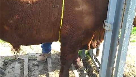 Linear Measuring Cattle - Heart girth.MP4  Gearld ...