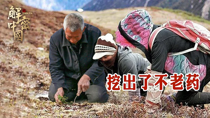 西藏昆仑山深处，两位维族小美女，跟着爷爷体验放牧生活，竟然还挖出了不老药【秘境探秘】 - DayDayNews