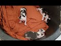 3匹生まれました