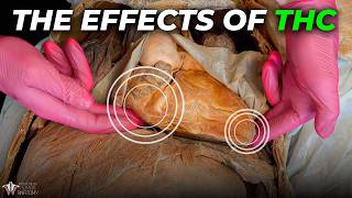 Download Lagu The Reason THC Makes You Feel Like That MP3