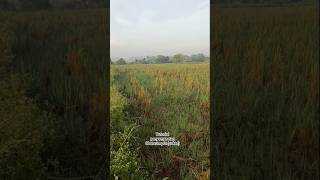 TUTORIALpersiapan dan cara penyemprotan obat rumput /suket dengan GRAMOXONE 276 SL