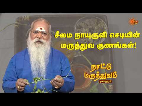 சீமை நாயுருவி செடியின் மருத்துவ குணங்கள்! | Nattu Maruthuvam | Sun Life