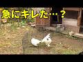 仲良くなるはずが…新入りメスがまさかの豹変!? 354話目