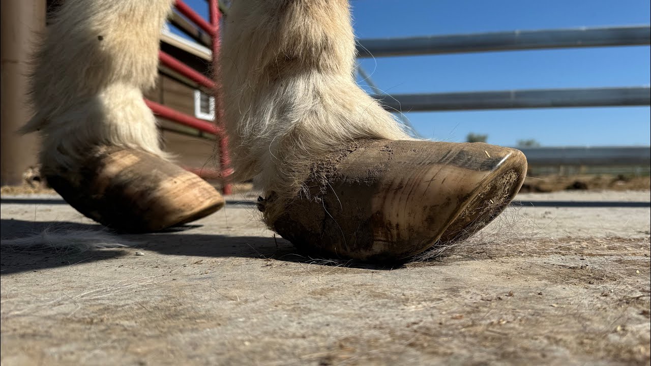 OVERGROWN Donkey HOOVES