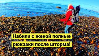 картинка: Максимально щедрый шторм! Нашёл дрон, гребешков и много седцевидки!