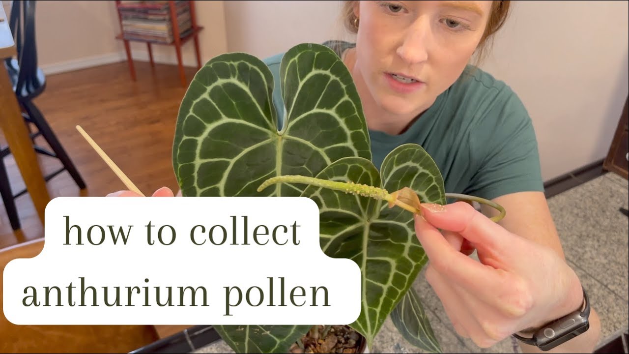 Collecting Anthurium Pollen + Anthurium Collection | how to collect pollen, anthurium care tips