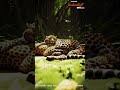 mystère de l' Amazonie #iasmotivation #vlog  #gorillatag #viralvideo #amazonie #asmr