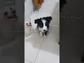 Border collie puppy playing fetch