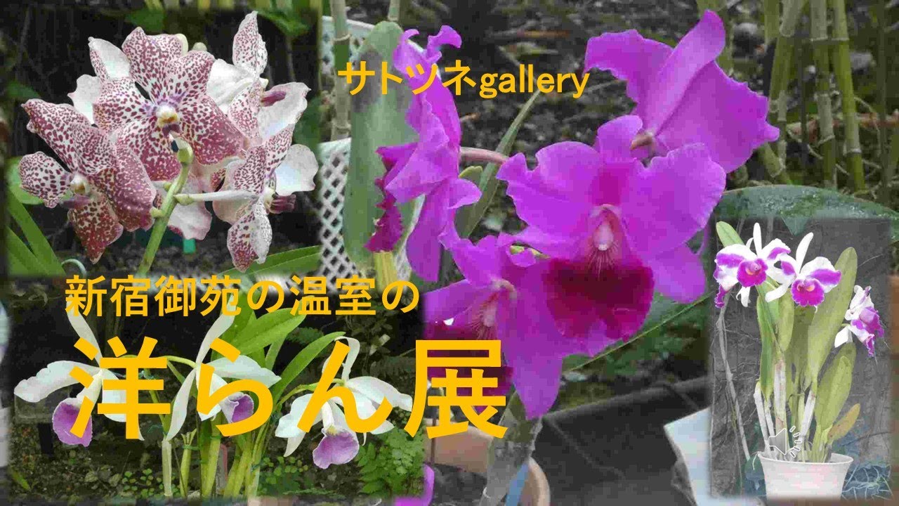 2025年11月18日～24日まで新宿御苑の温室で開かれていた「洋ラン展」です。温室の植物も一緒に撮りました。たくさんの洋ランを見ることができます。