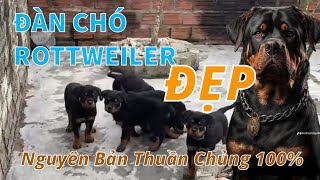 Chó Rottweiler Thuần Chủng Đẹp Sài Gòn Mang Nguồn Gen Bố Nhập , Bán Chó Rott Đẹp Tphcm