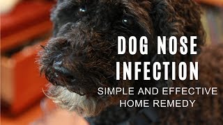 My Dog's Nasty Nose Infection
