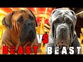 Boerboel vs Neapolitan Mastiff | Neapolitan Mastiff vs Boerboel | Powerful Guard dog | Billa Boyka |