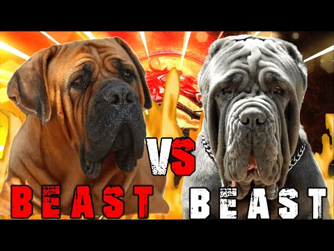 Boerboel vs Neapolitan