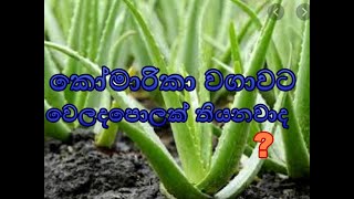 කමරක වගවට වලදපලක තයනවද Is There A Market For Aloe Vera?