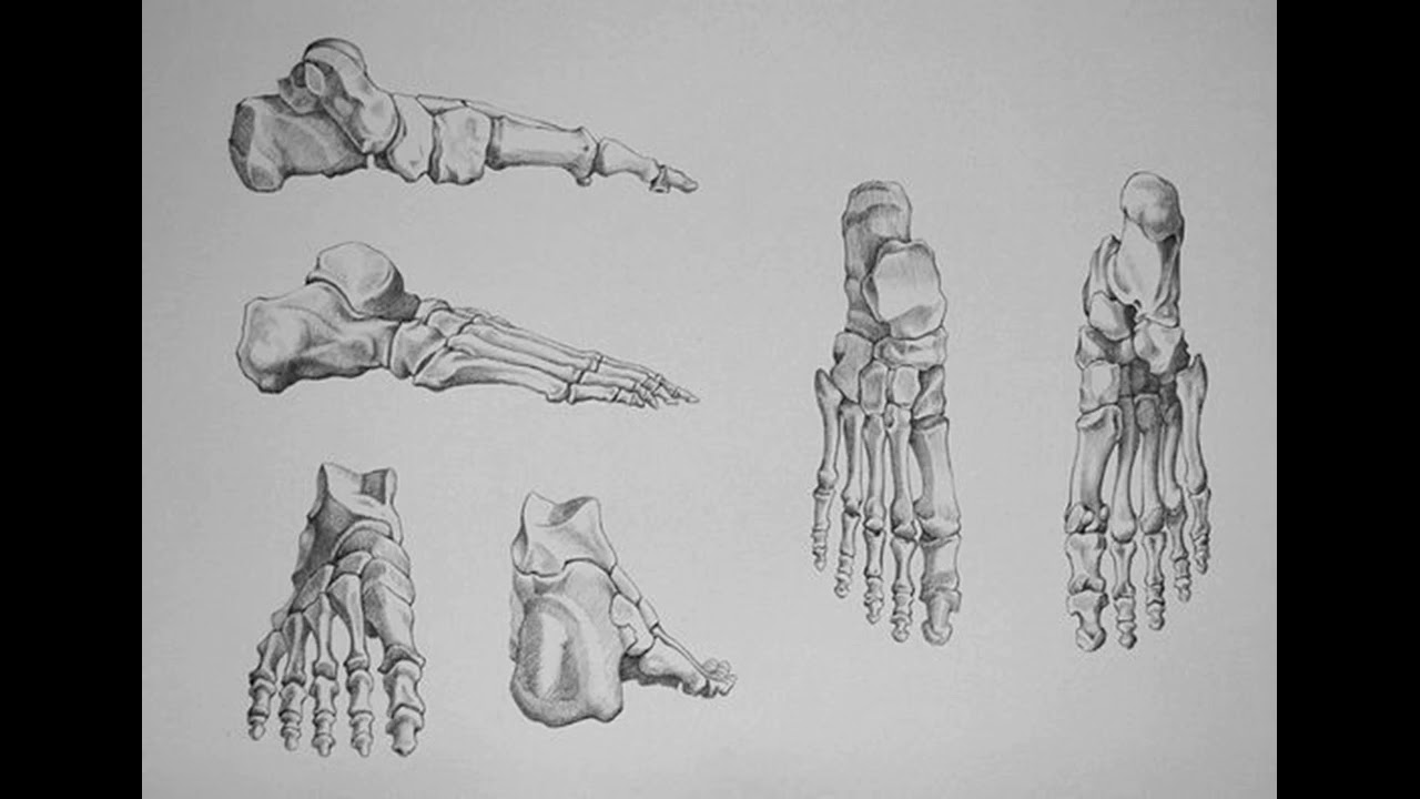 Ступня анатомия. Баммес анатомия стопы. Баммес анатомия кости руки. Анатомия человека стопа референс. Бамос анатомия.