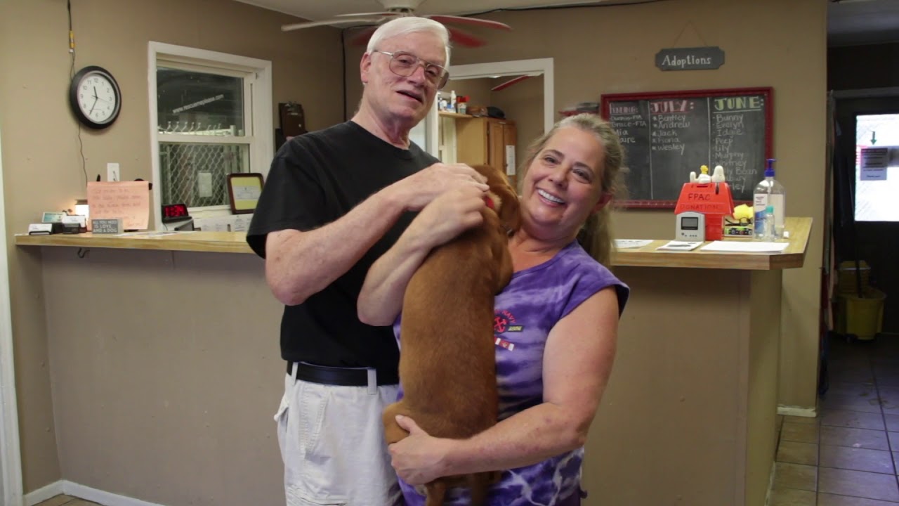 Discover the Farmington Pet Adoption Center YouTube