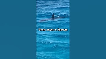 Акулы в Хургаде, Египет 2025. #египет #хургада #акулы