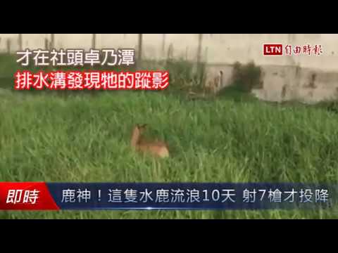 鹿神!這隻水鹿流浪10天 射7槍才投降 - 鹿神!這隻水鹿流浪10天 射7槍才投降