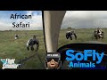 Visiting Gorillas in MSFS 2020 VR | SoFly Animals #msfs2020 #vr #virtualreality #flightsimulator