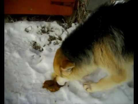 Что едят собаки? -Конечно дерьмо!