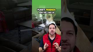Wagging tails, decoding messages!🐕‍🦺