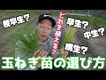 玉ねぎ苗の選び方～１１月は玉ねぎを植えよう～