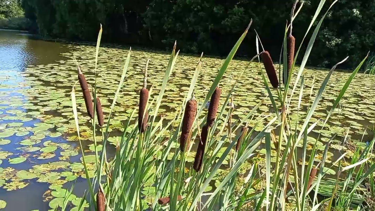 Common Bulrush | Wildflower Web