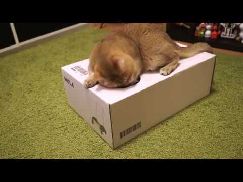 Hosico hole