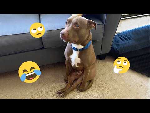 You Will Die Laughing At These Dogs 🐶 Best Animal Video Compilation You Can’t Miss 🤣 #36