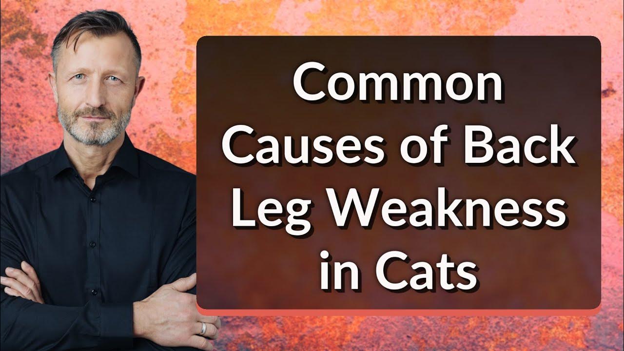 Common Causes Of Back Leg Weakness In Cats YouTube common-causes-of-back-leg-weakness-in-cats-youtube