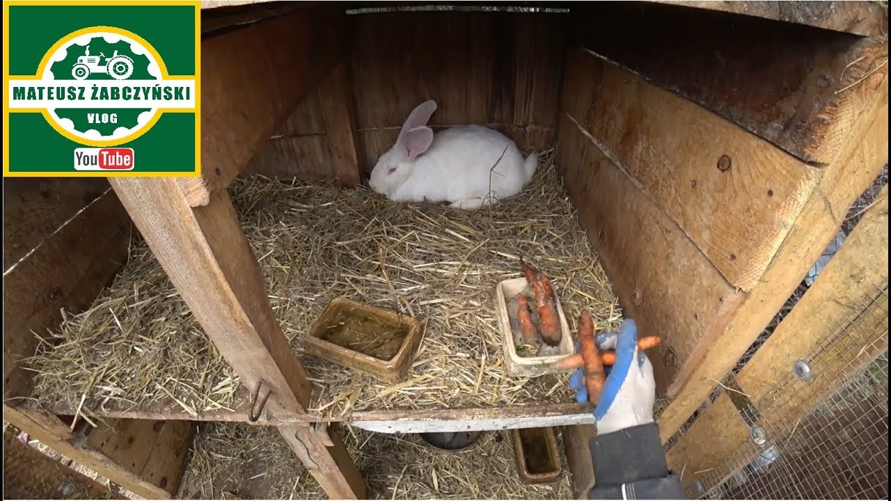 KRÓLIKOWY VLOG !
