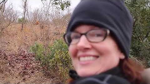 Linh Cẩu Dành Mồi với Báo Đốm (Heo Rừng )