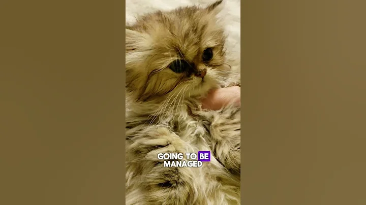 Watch the video about My cat when I tell him he cannot have any more treats today on #shorts