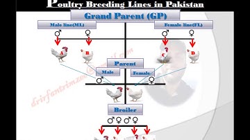 Poultry Breeding Lines